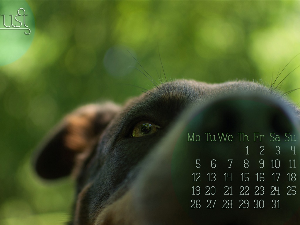 August 2013 calendar wallpaper (2) #15 - 1024x768