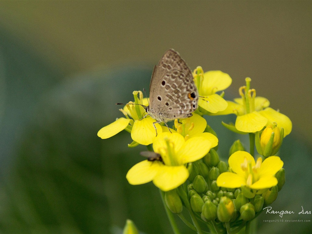 Windows 8 花鳥蝴蝶高清壁紙 #2 - 1024x768