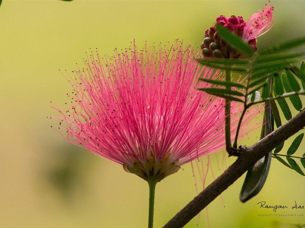 Windows 8の花、鳥、蝶HDの壁紙 #7 - 1024x768