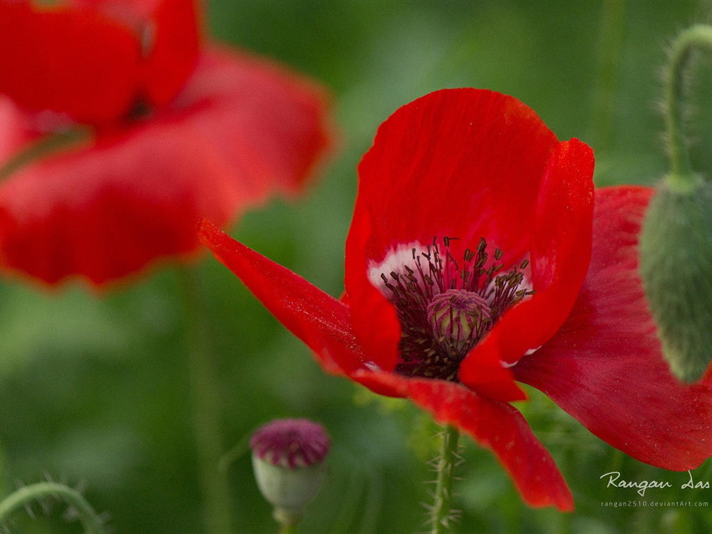 Windows 8 fleurs oiseaux papillon écran HD #11 - 1024x768