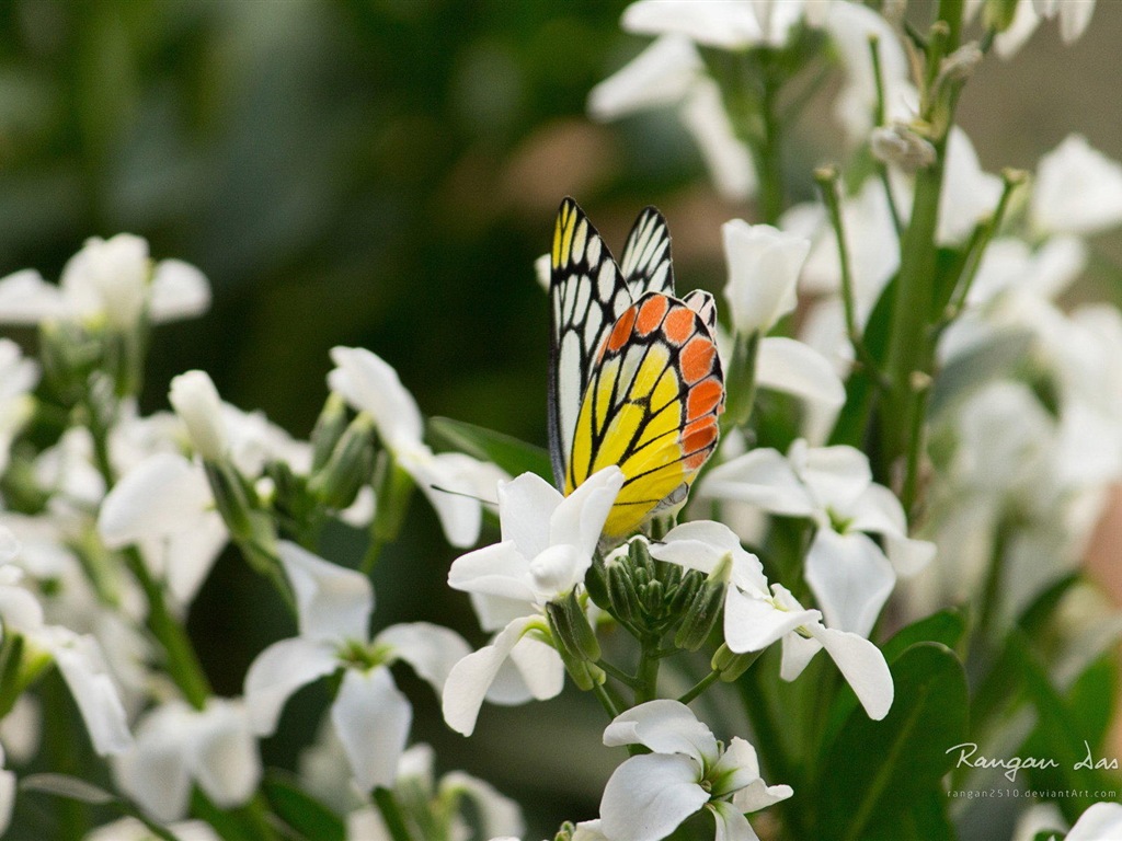 Windows 8 花鳥蝴蝶高清壁紙 #20 - 1024x768