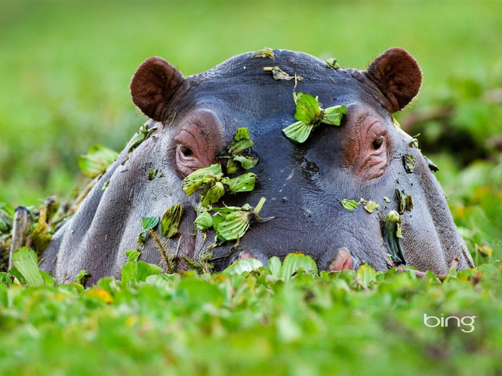 2013 Bing official animals and landscape HD wallpapers #2 - 1024x768