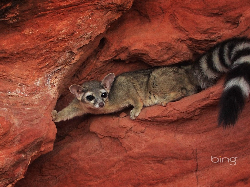 2013 Bing animaux officielles et fonds d'écran HD de paysage #6 - 1024x768