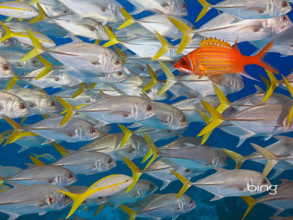 2013 Bing oficiální zvířata a krajiny HD Tapety na plochu #10 - 1024x768