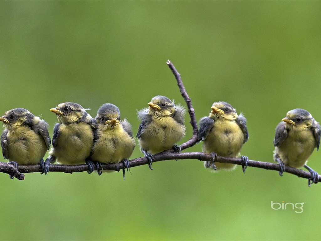 2013 Bing animaux officielles et fonds d'écran HD de paysage #14 - 1024x768