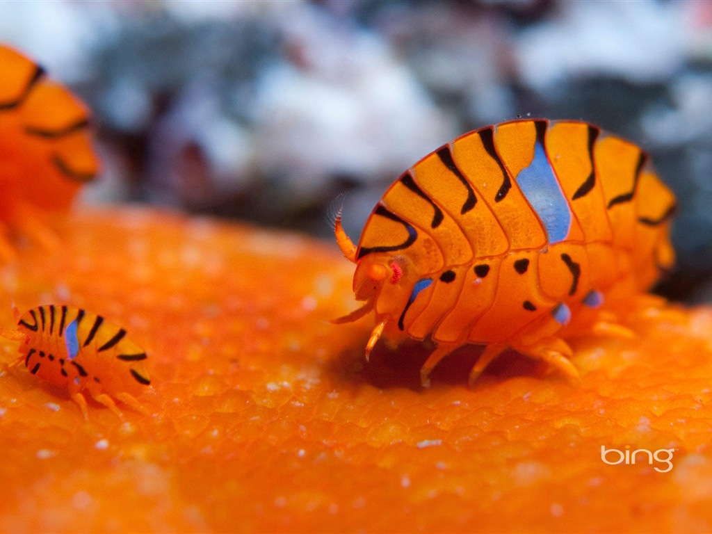 2013 Bing animaux officielles et fonds d'écran HD de paysage #19 - 1024x768