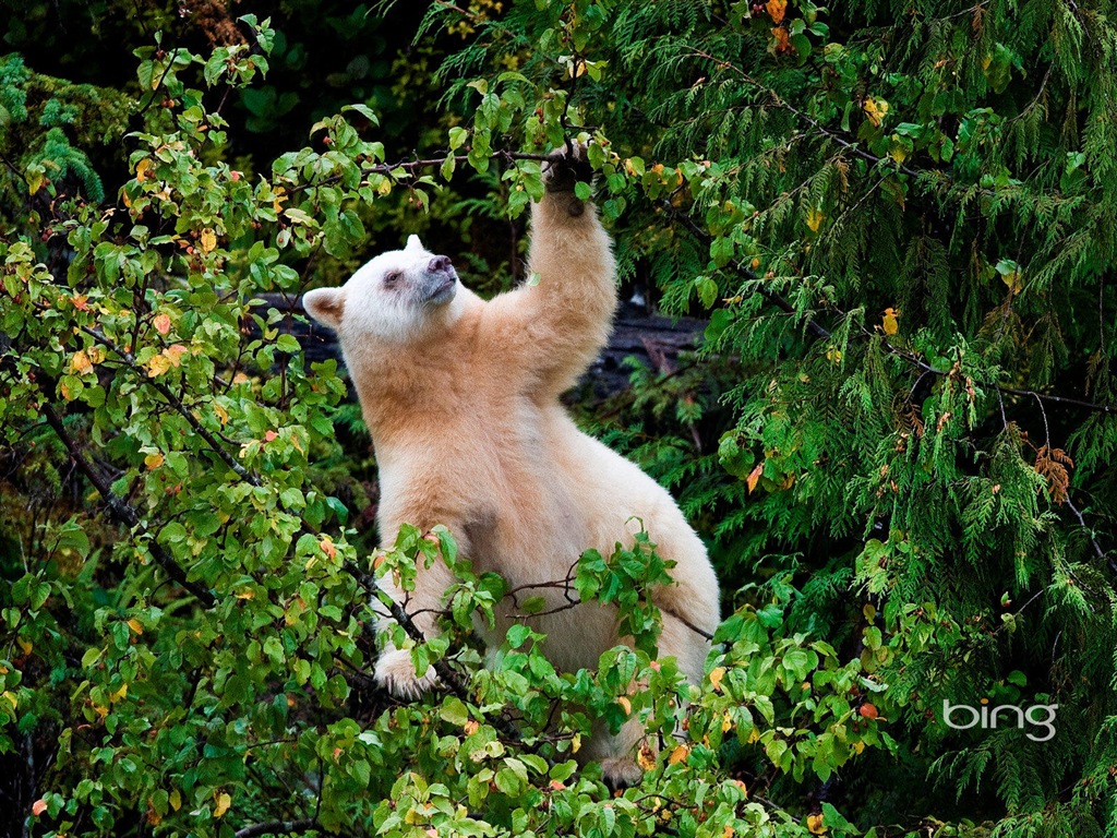 2013 Bing animaux officielles et fonds d'écran HD de paysage #26 - 1024x768