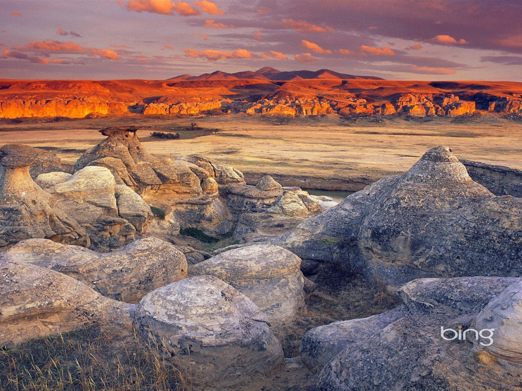 2013 Bing animaux officielles et fonds d'écran HD de paysage #28 - 1024x768