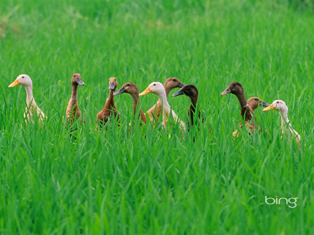 2013 Bing 必應官方動物和風景高清壁紙 #30 - 1024x768
