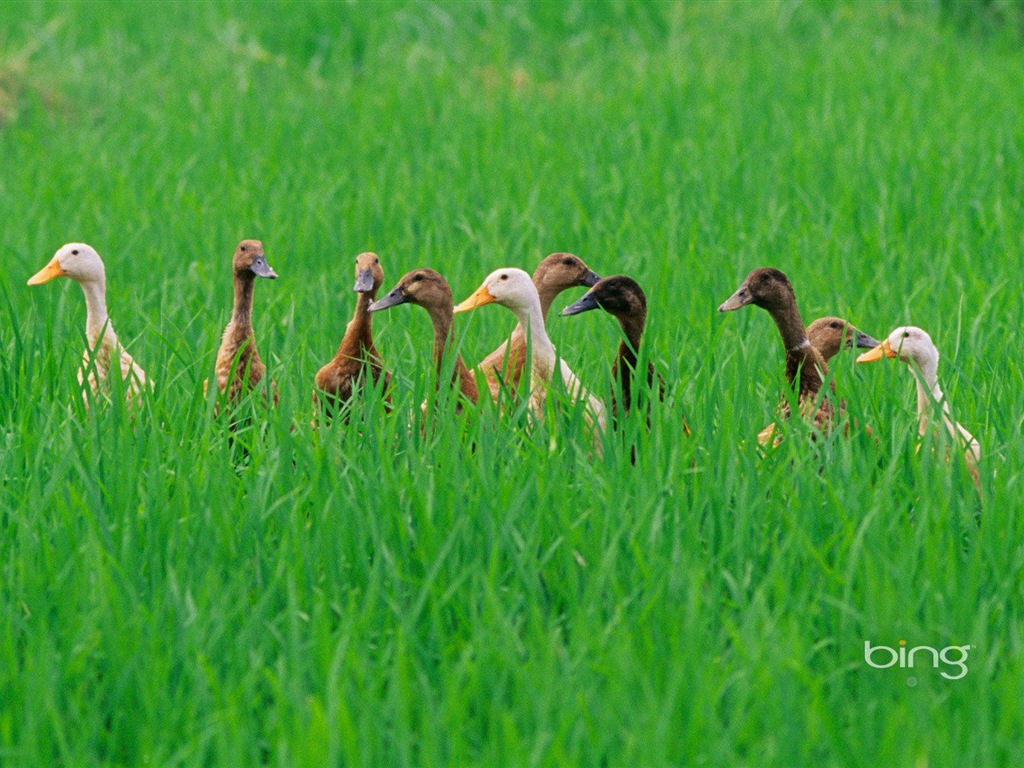 2013 Bing animaux officielles et fonds d'écran HD de paysage #30 - 1024x768