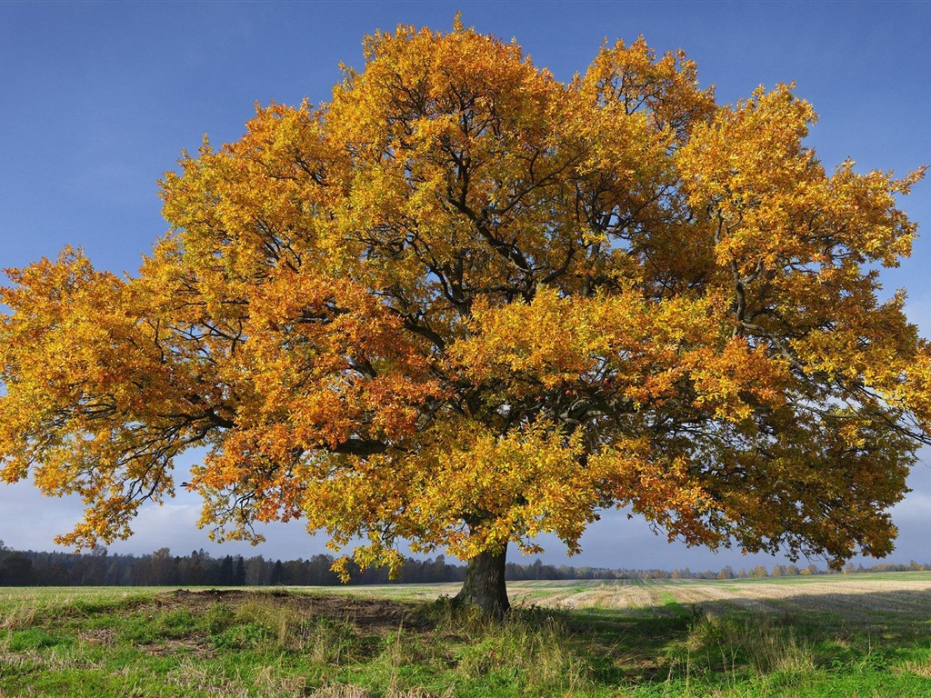 Švédsko sezón přírodní krásy HD tapety na plochu #6 - 1024x768
