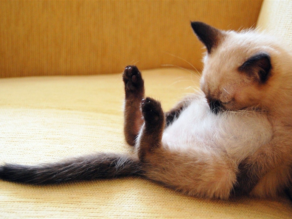 Fun funny cat HD wallpapers #10 - 1024x768