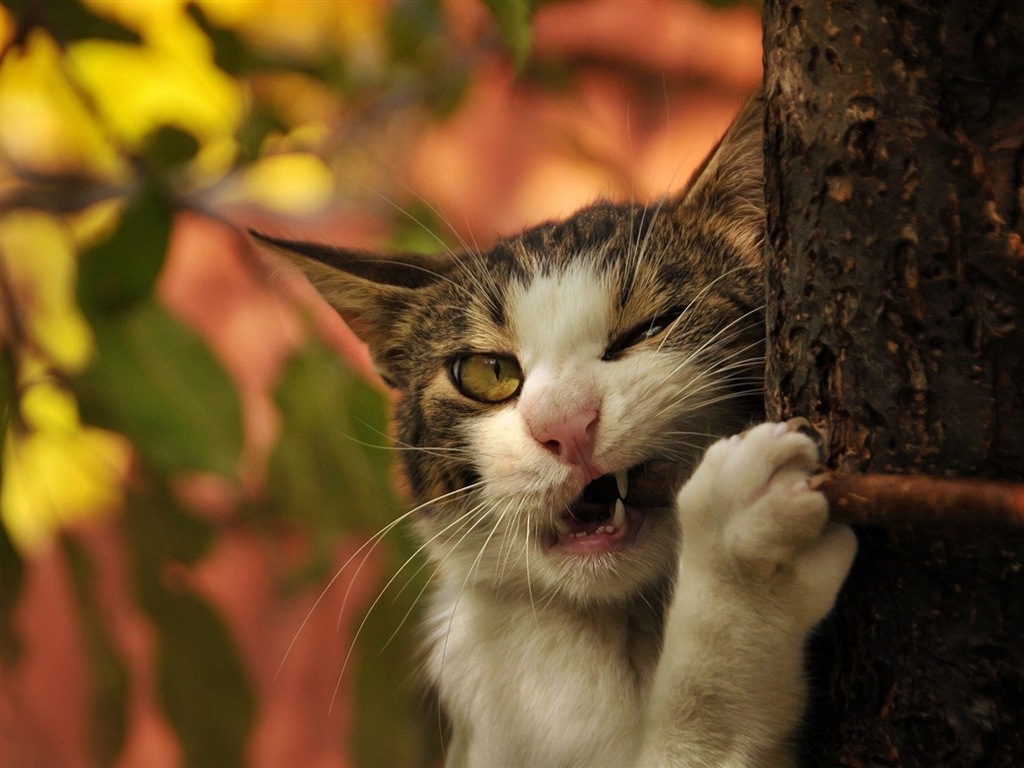 Fun funny cat HD wallpapers #16 - 1024x768