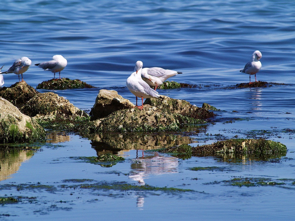 Sea bird seagull HD wallpapers #6 - 1024x768