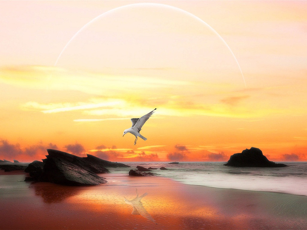 海上的鳥 海鷗高清壁紙 #8 - 1024x768