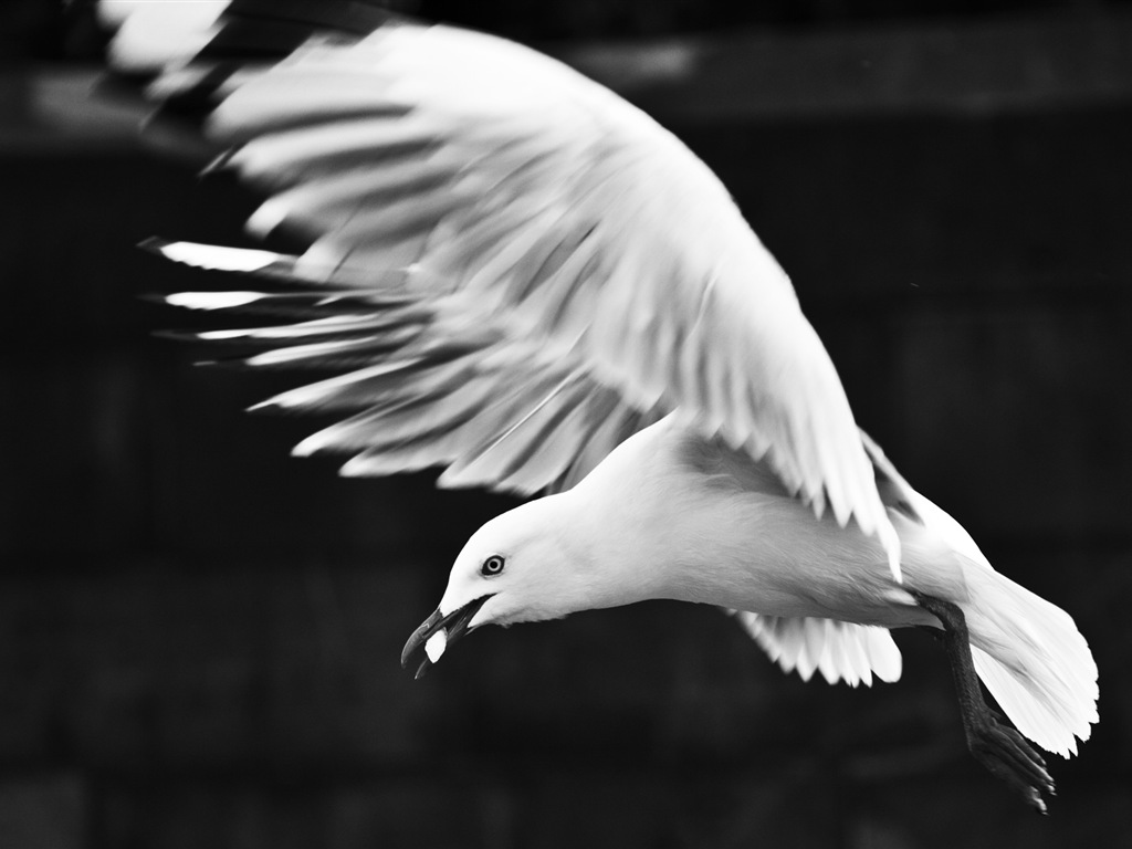 Sea bird seagull HD wallpapers #13 - 1024x768