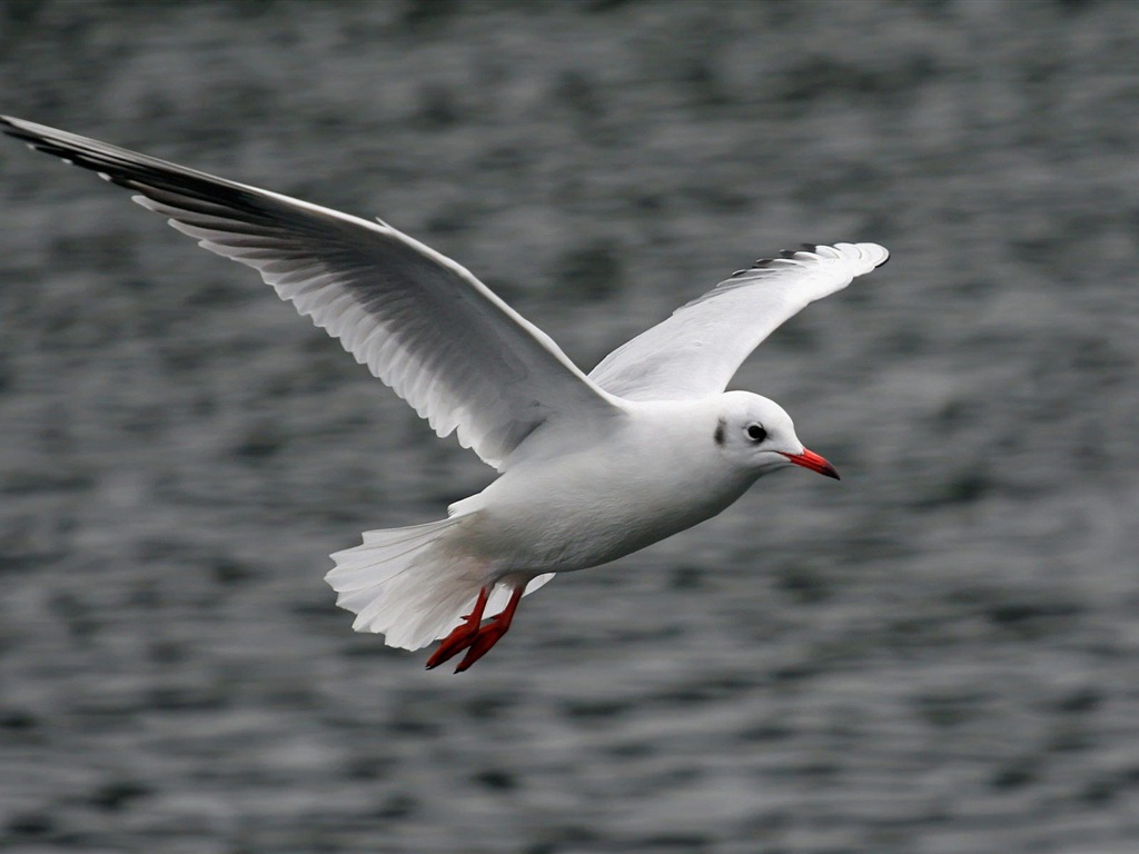海上的鳥 海鷗高清壁紙 #20 - 1024x768