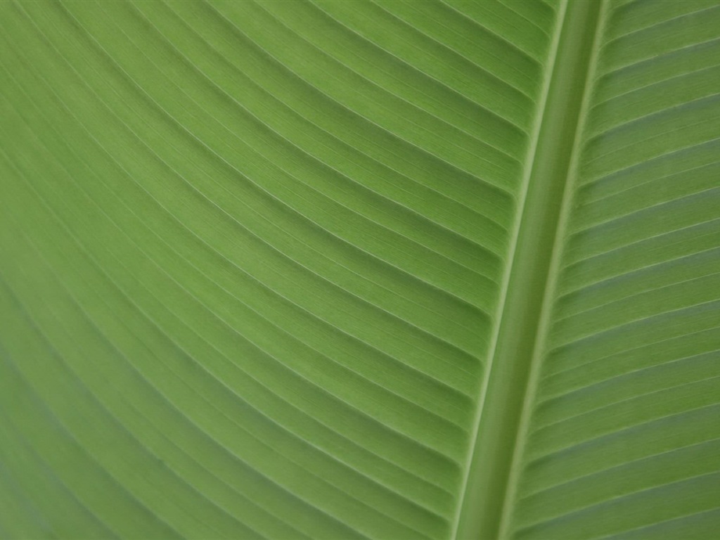 Linux Mint 15 Olivia 高清壁紙 #12 - 1024x768