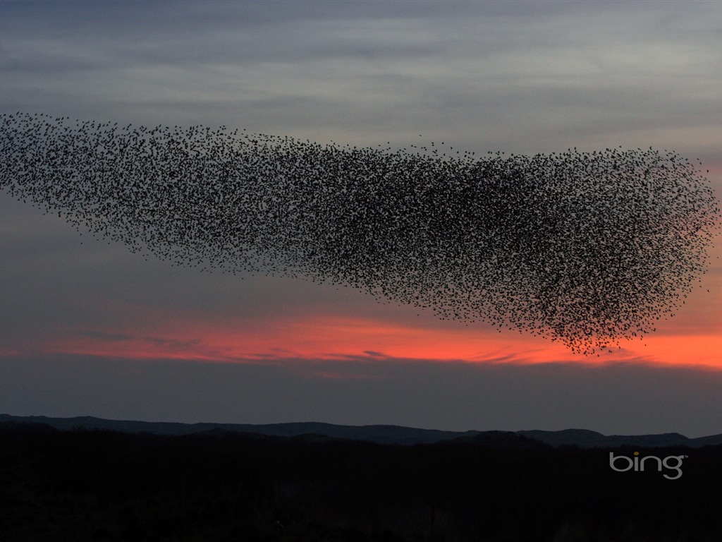 2013 Bing 必應秋季風景、動物、城市高清壁紙 #11 - 1024x768