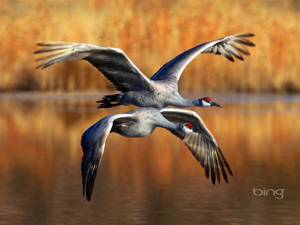 2013 Bing 必應秋季風景、動物、城市高清壁紙 #22 - 1024x768