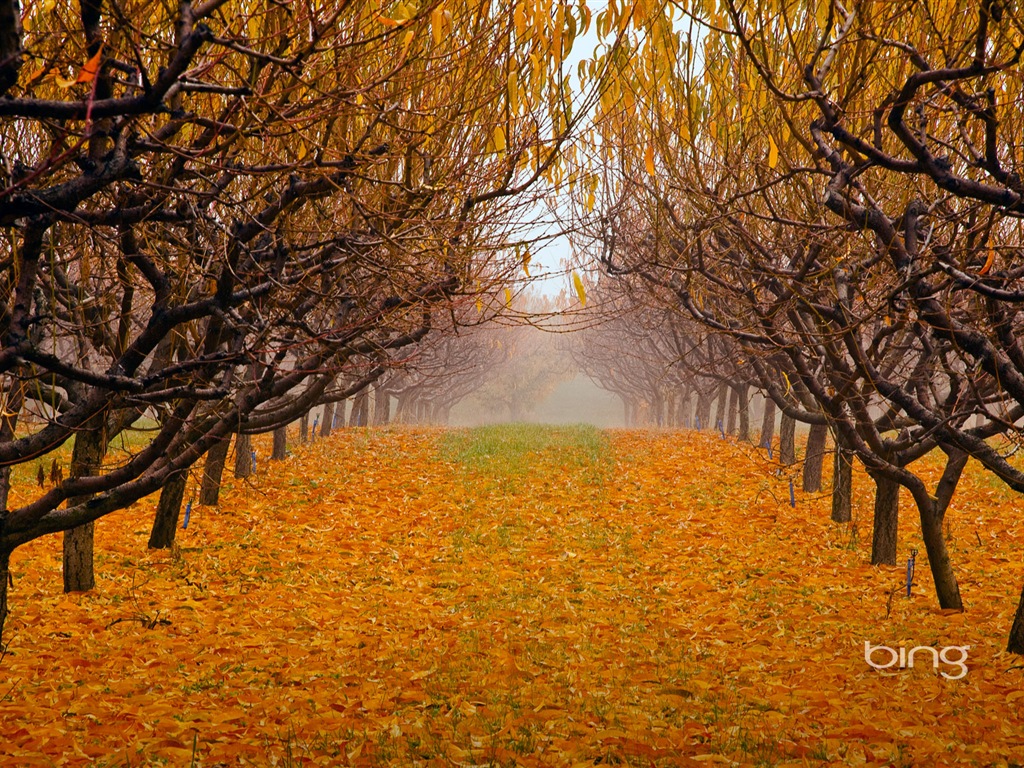 2013 Bing paysages automne, animaux, fonds d'écran HD urbaines #28 - 1024x768