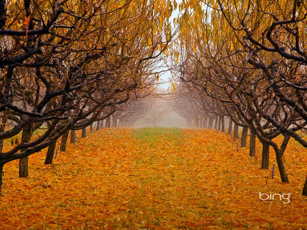 2013 Bing podzimní krajiny, zvířata, tapety HD městské #28 - 1024x768