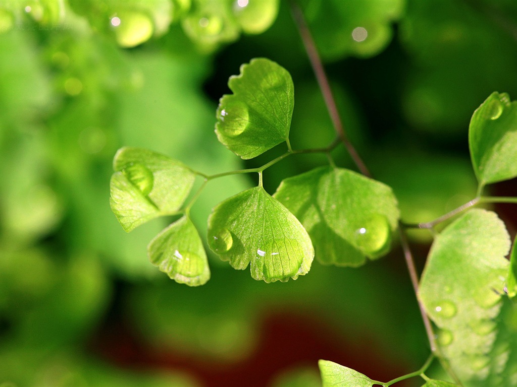 Adiantum verde plantas HD wallpapers #1 - 1024x768