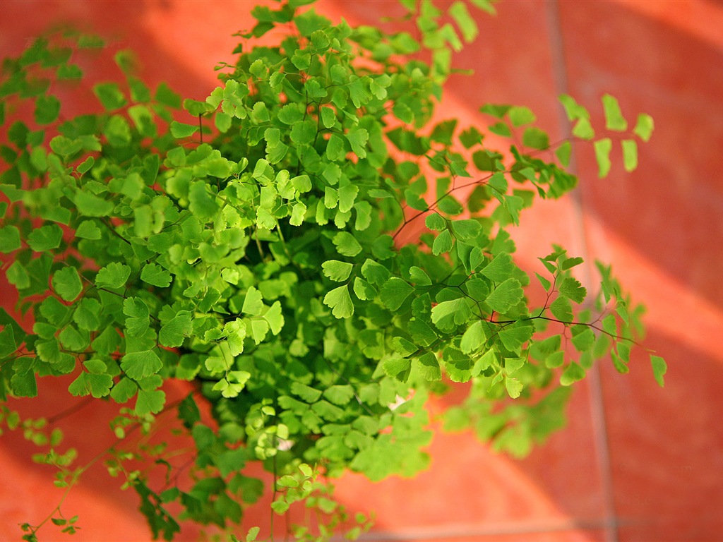 铁线蕨 绿色植物 高清壁纸2 - 1024x768