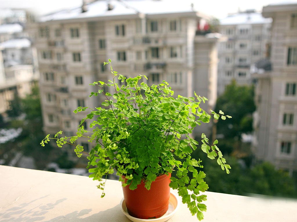 Adiantum plantes vertes écran HD #3 - 1024x768