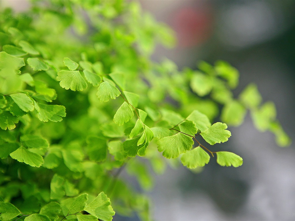 Adiantum plantes vertes écran HD #4 - 1024x768