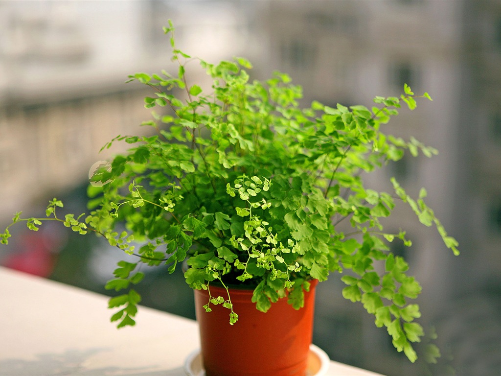 Adiantum plantes vertes écran HD #6 - 1024x768