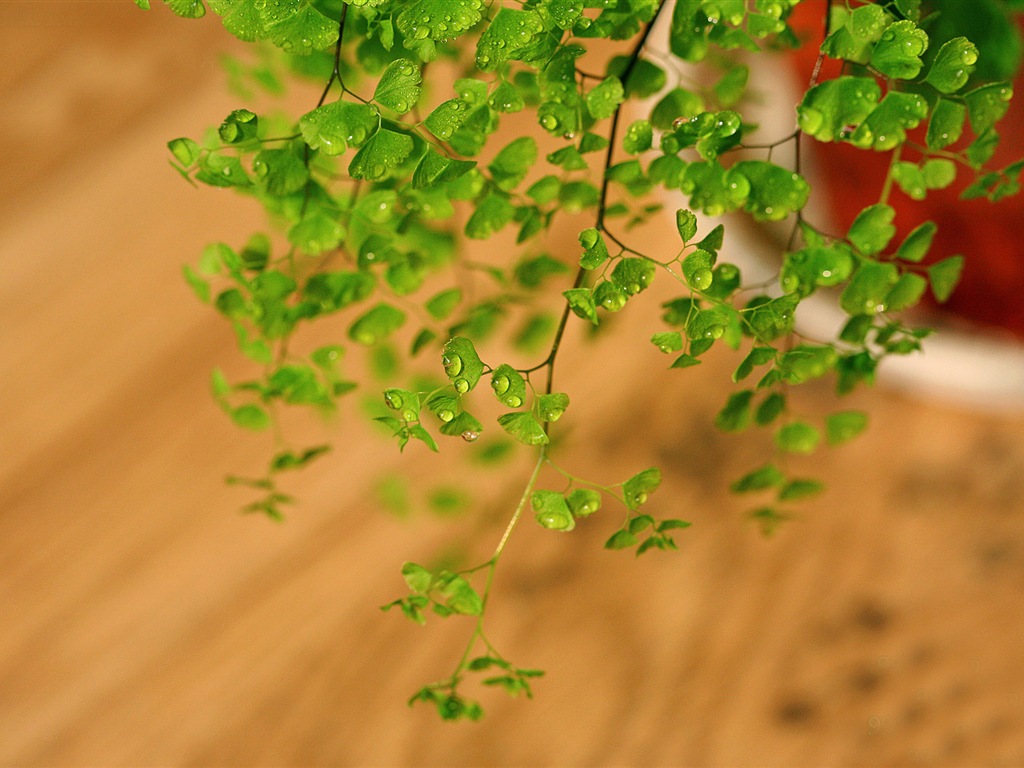 Adiantum plantes vertes écran HD #7 - 1024x768