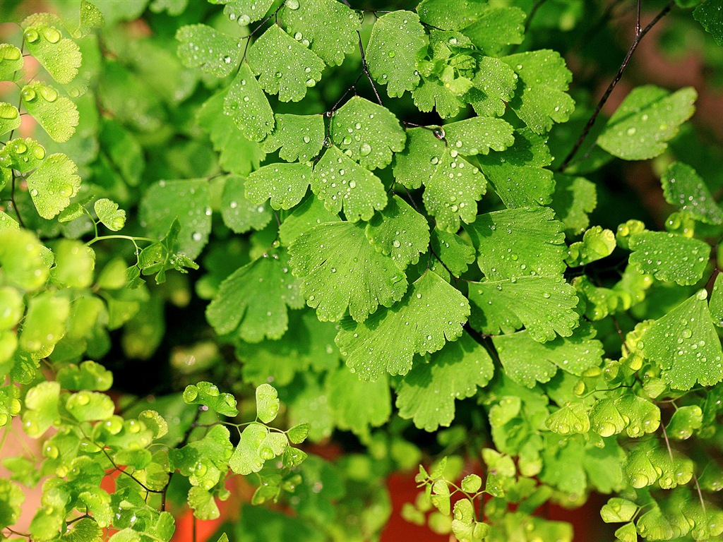 Adiantum green plants HD wallpapers #8 - 1024x768