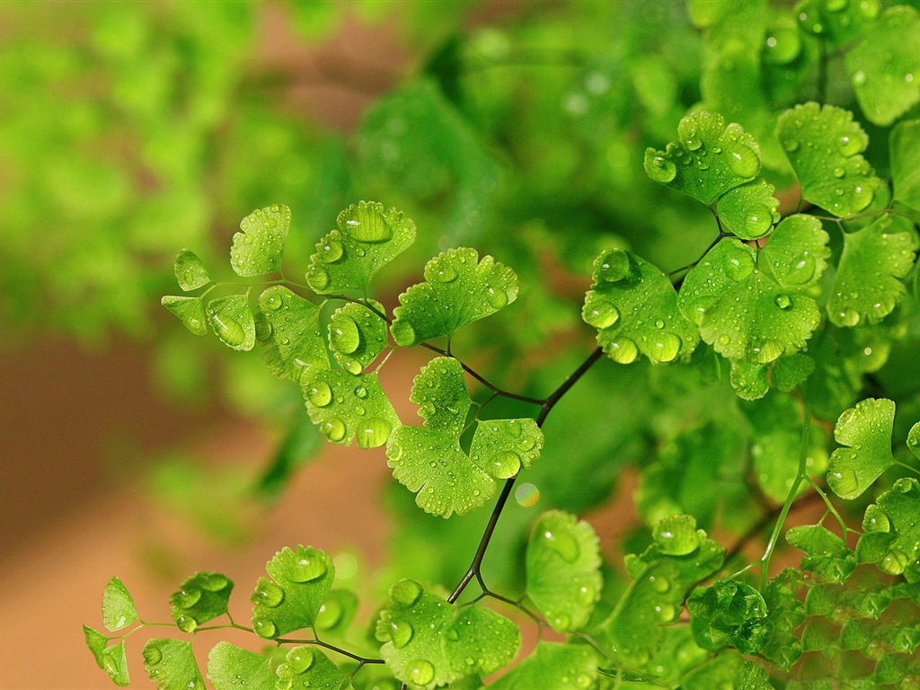 Adiantum verde plantas HD wallpapers #9 - 1024x768