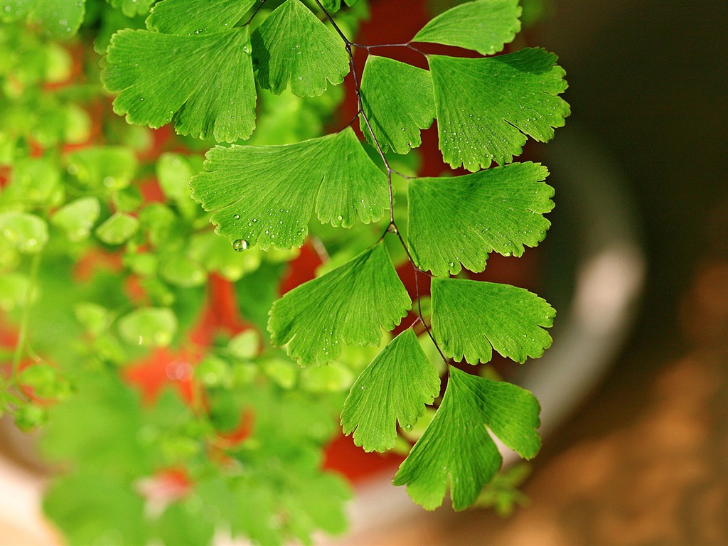 Adiantum plantes vertes écran HD #10 - 1024x768