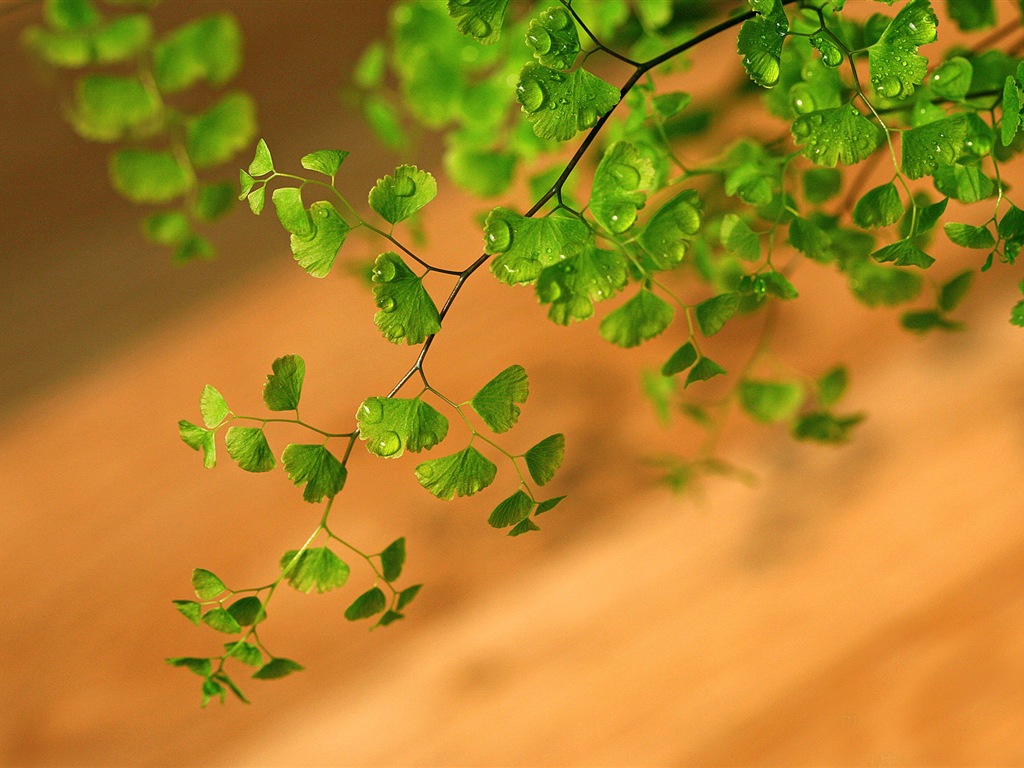 Adiantum green plants HD wallpapers #11 - 1024x768