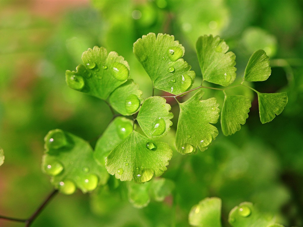 Adiantum green plants HD wallpapers #12 - 1024x768