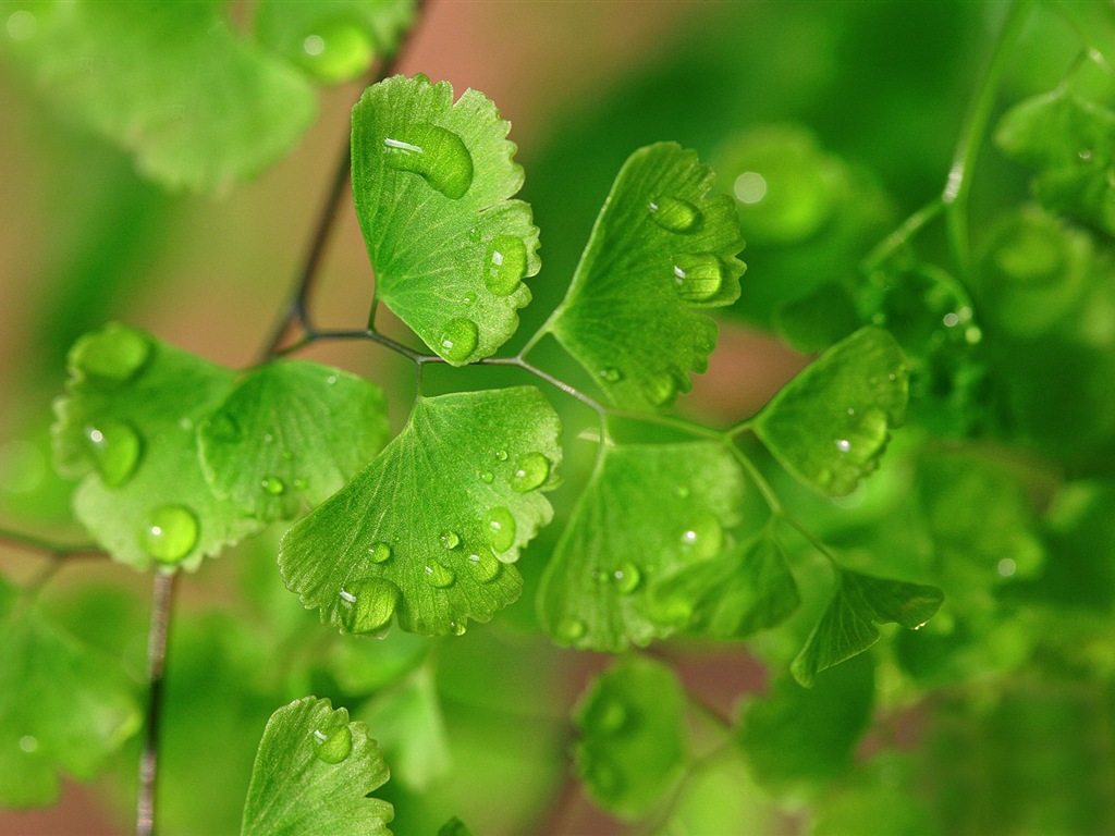 Adiantum verde plantas HD wallpapers #13 - 1024x768