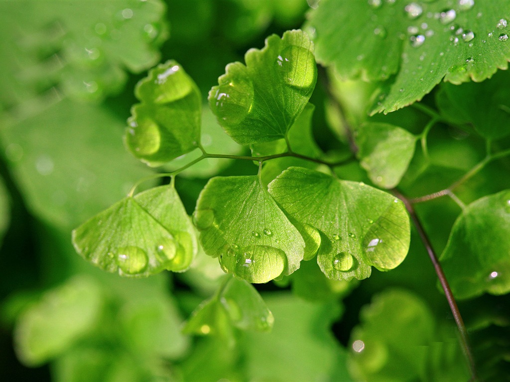 Adiantum verde plantas HD wallpapers #14 - 1024x768