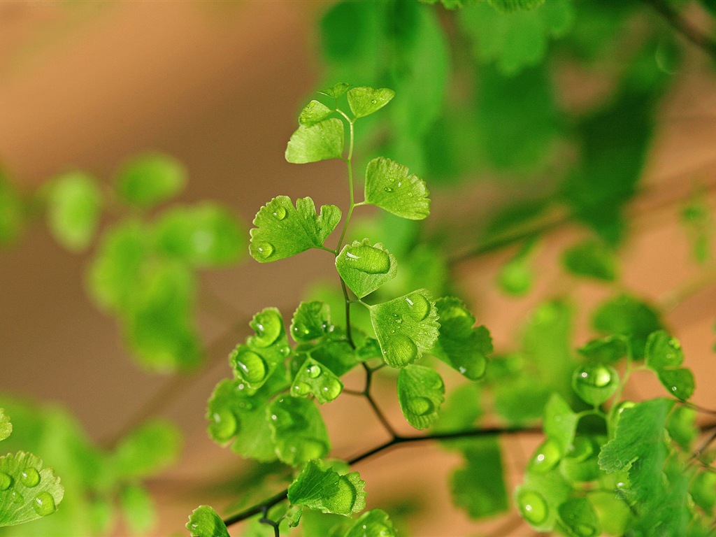 Adiantum green plants HD wallpapers #17 - 1024x768