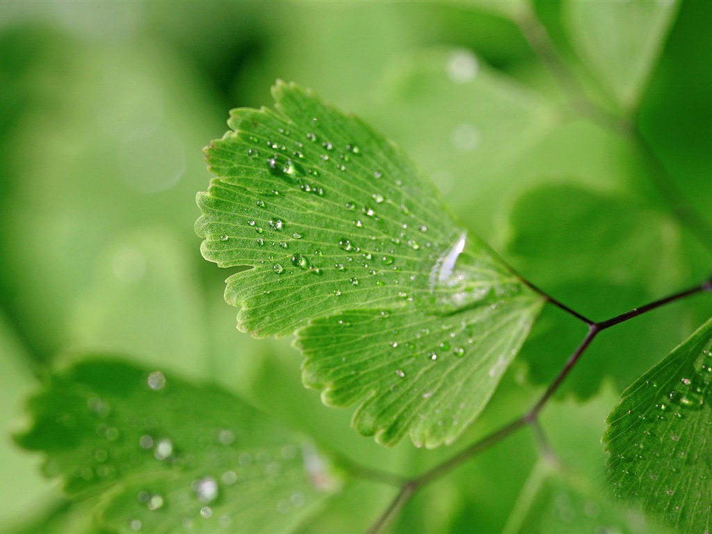 Adiantum verde plantas HD wallpapers #18 - 1024x768