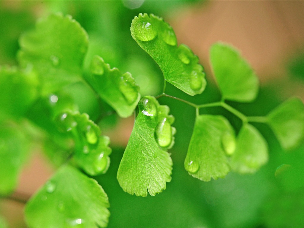 Adiantum verde plantas HD wallpapers #19 - 1024x768