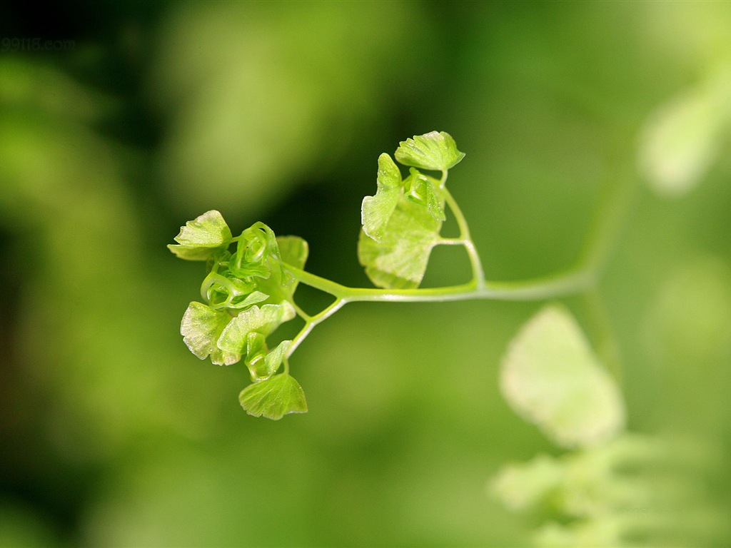 Adiantum green plants HD wallpapers #20 - 1024x768