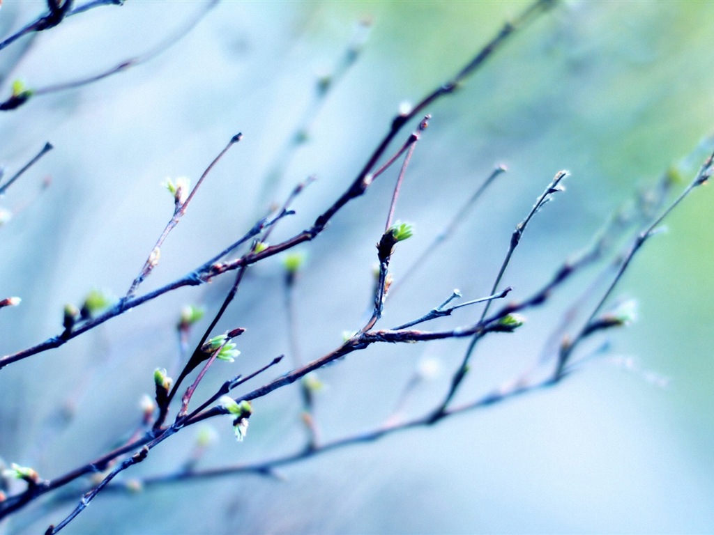 Primavera brotes en los árboles wallpapers HD #1 - 1024x768