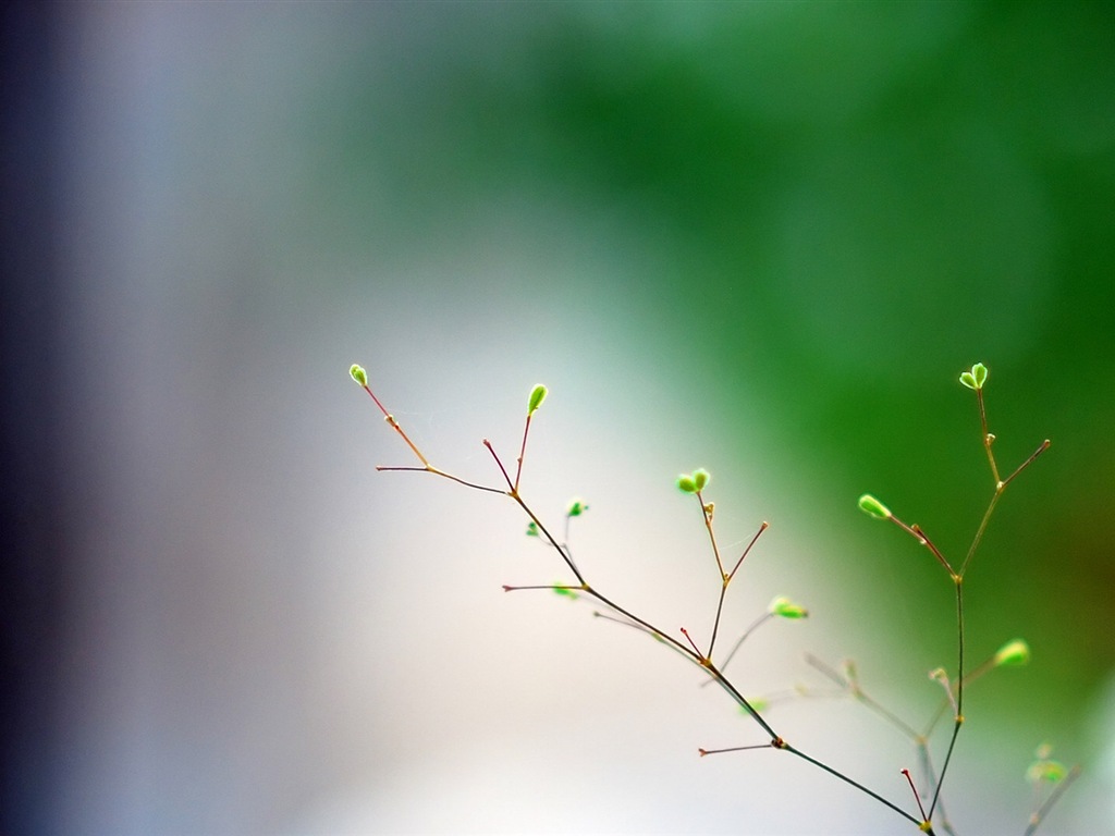 Spring buds on the trees HD wallpapers #2 - 1024x768