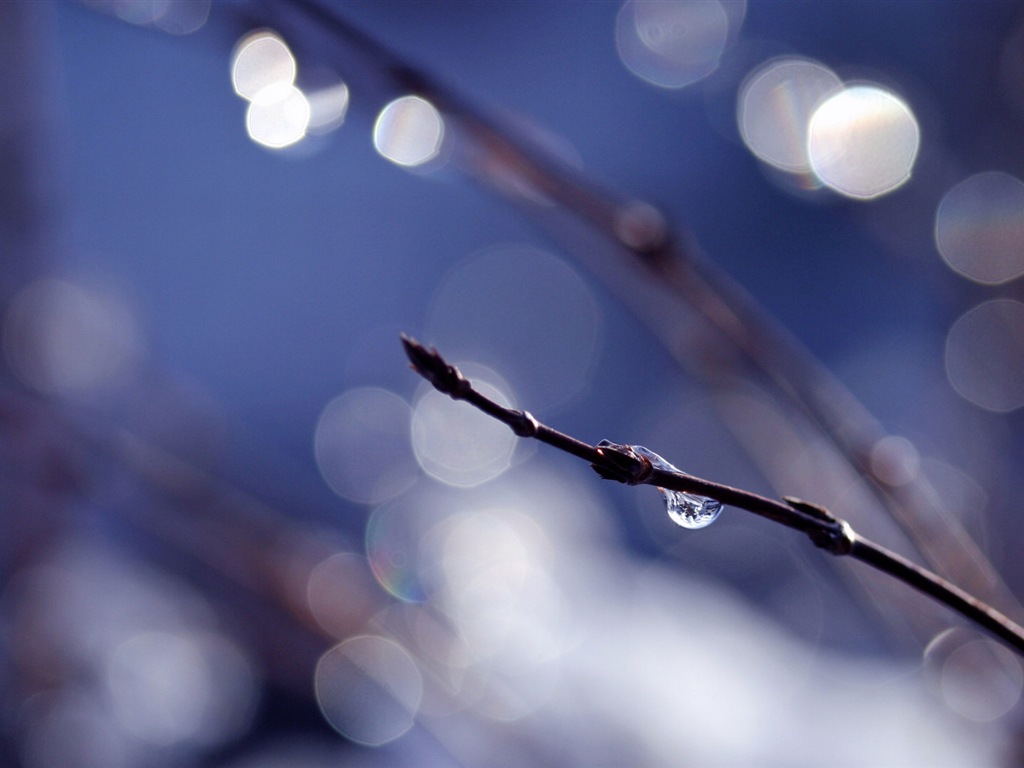 Spring buds on the trees HD wallpapers #3 - 1024x768