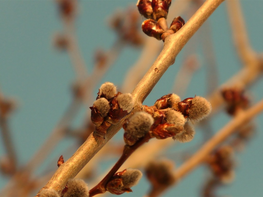 Spring buds on the trees HD wallpapers #4 - 1024x768