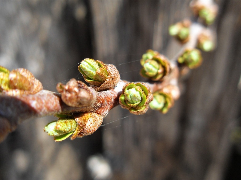 Spring buds on the trees HD wallpapers #5 - 1024x768