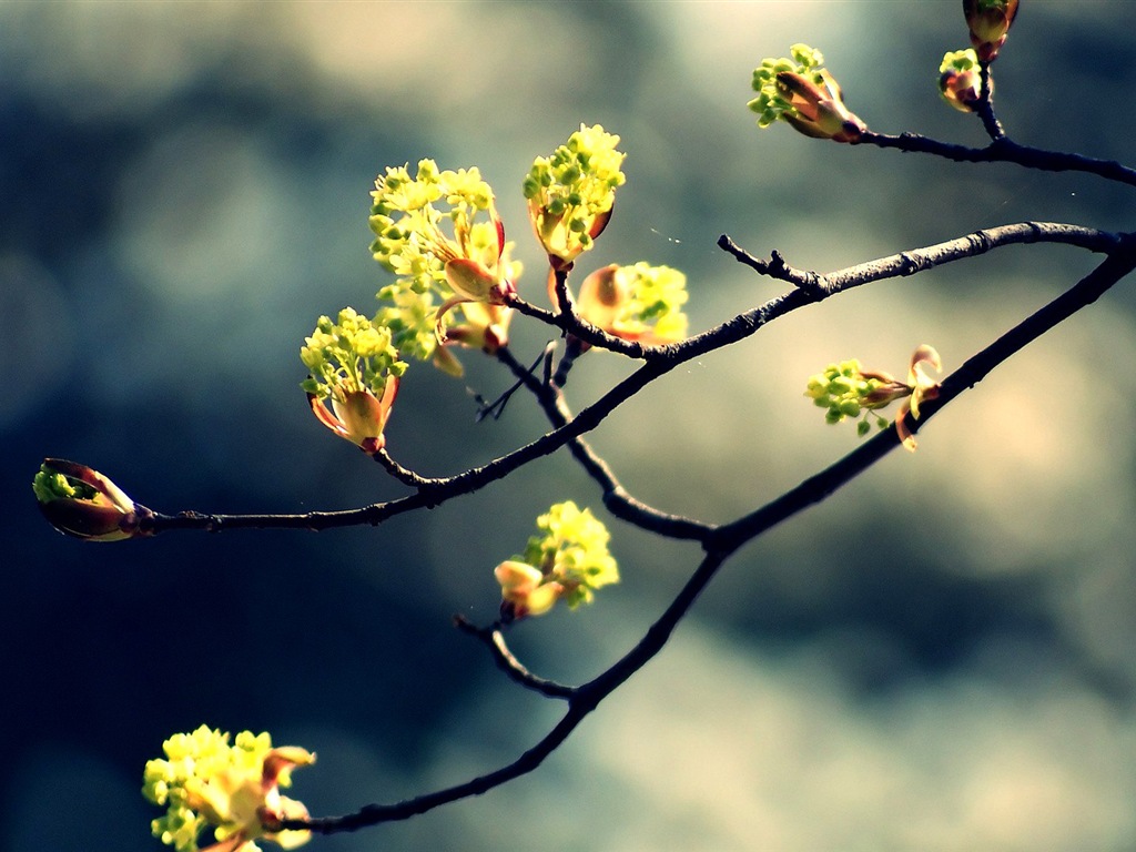 Frühjahr Knospen an den Bäumen HD Wallpaper #6 - 1024x768