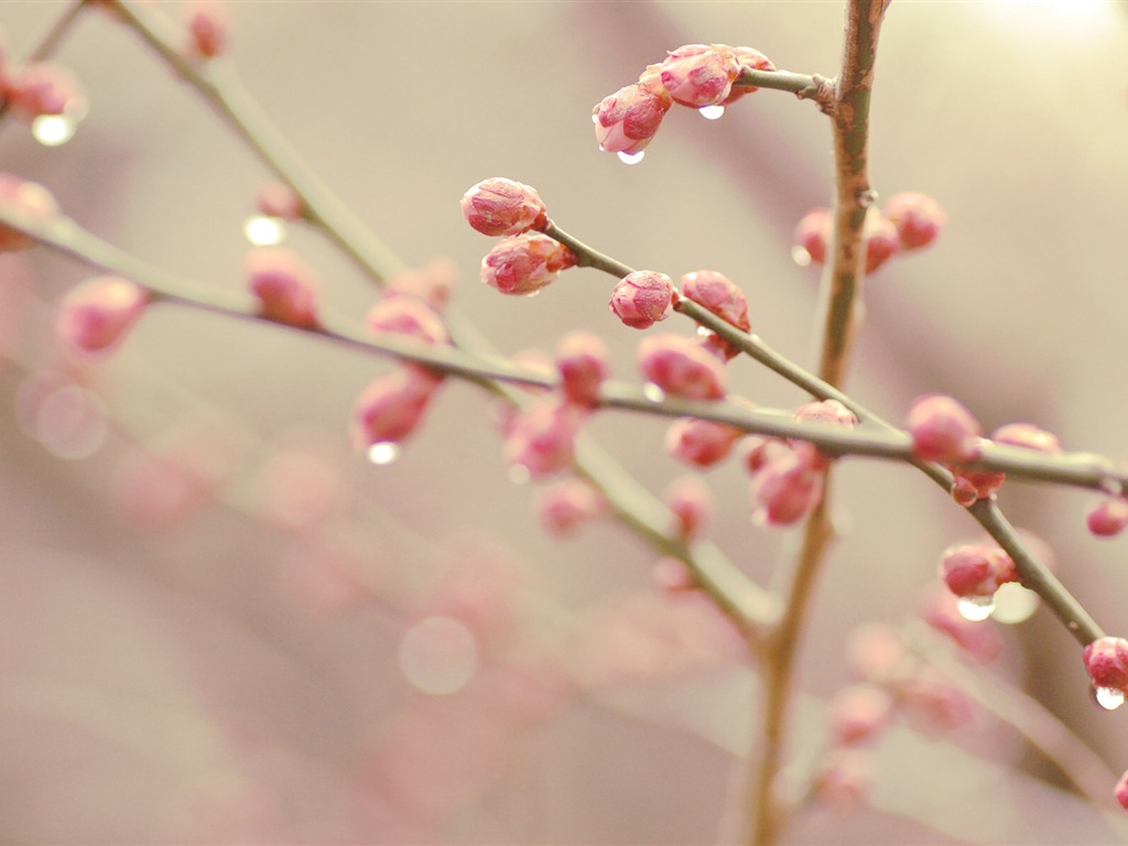 Spring buds on the trees HD wallpapers #7 - 1024x768